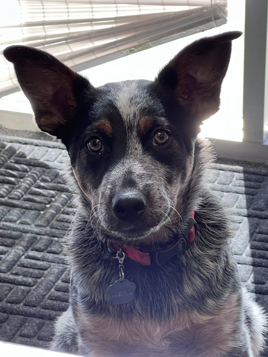backe_gary's tweet photo. @TankMan33169 @BullsApesProj @BullsOnTheBlock He’s very cute @TankMan33169. I have a Blue Healer named Blue as well. 🤪 https://t.co/DEDD9fcg7Y