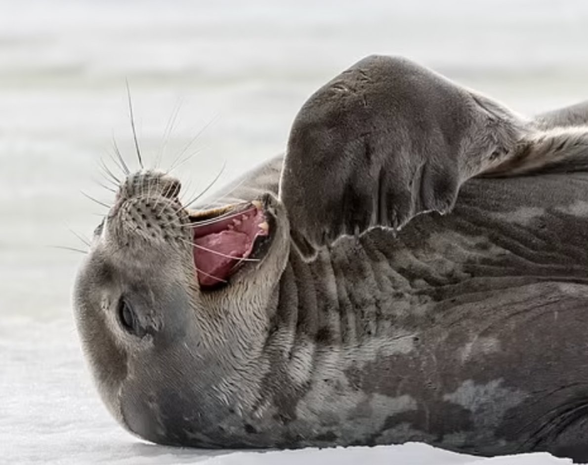 AmericanForests's tweet image. Come one, come all: it’s #TreeJoke time! 

What did the tree do when its bank closed?

It started its own BRANCH.