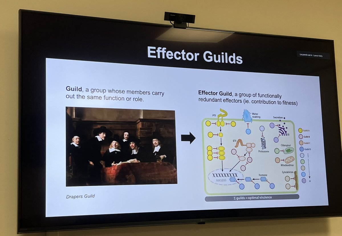 Edel Pérez-López (@edel_plopez) on Twitter photo Great MPMI class during my MPMI class 😅 - thank you <a href="/evofunpath/">@EvoFunPath</a> for organizing this seminar by @DesveauxLab - I loved the idea of the guild but will be hard to investigate in many pathosystems 🥲 Great MPMI class during my MPMI class 😅 - thank you <a href="/evofunpath/">@EvoFunPath</a> for organizing this seminar by @DesveauxLab - I loved the idea of the guild but will be hard to investigate in many pathosystems 🥲