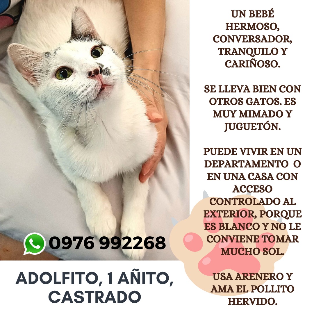 koalandeMichi's tweet photo. Adolfito busca hogar responsable RT 👇🏻🙏🏻 https://t.co/5uyGbWQET2