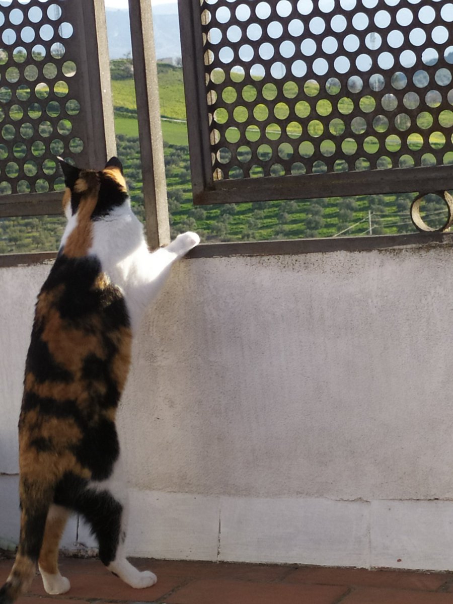 Zetamaaa's tweet photo. @AnnVals Un suriGato mirando olivos :) https://t.co/Lp0Nfpqap2