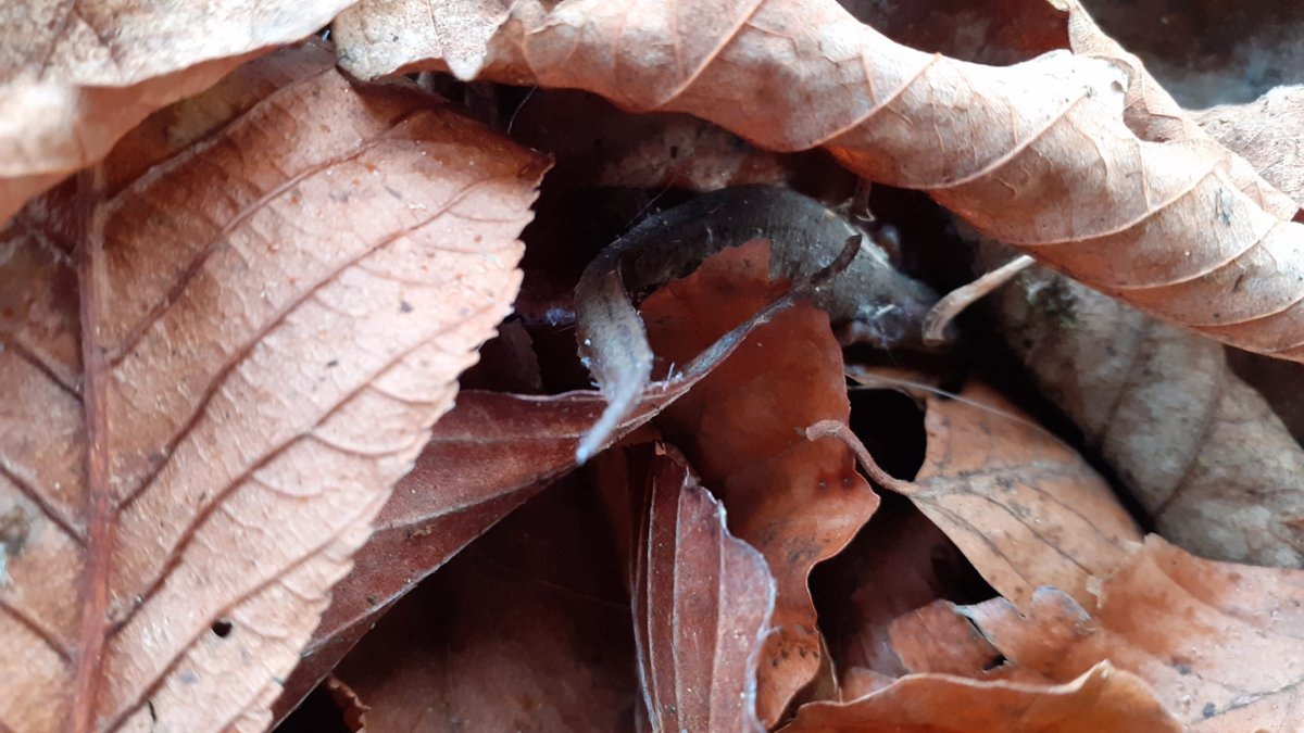 Say hello👋 to this Common Newt who was found hiding in one of our bathrooms! 😲🦎 We popped him back near our pond, ready for the start of the spring breeding season🌸 #fieldstudiescouncil #fscprestonmontford #smoothnewts #amphibians