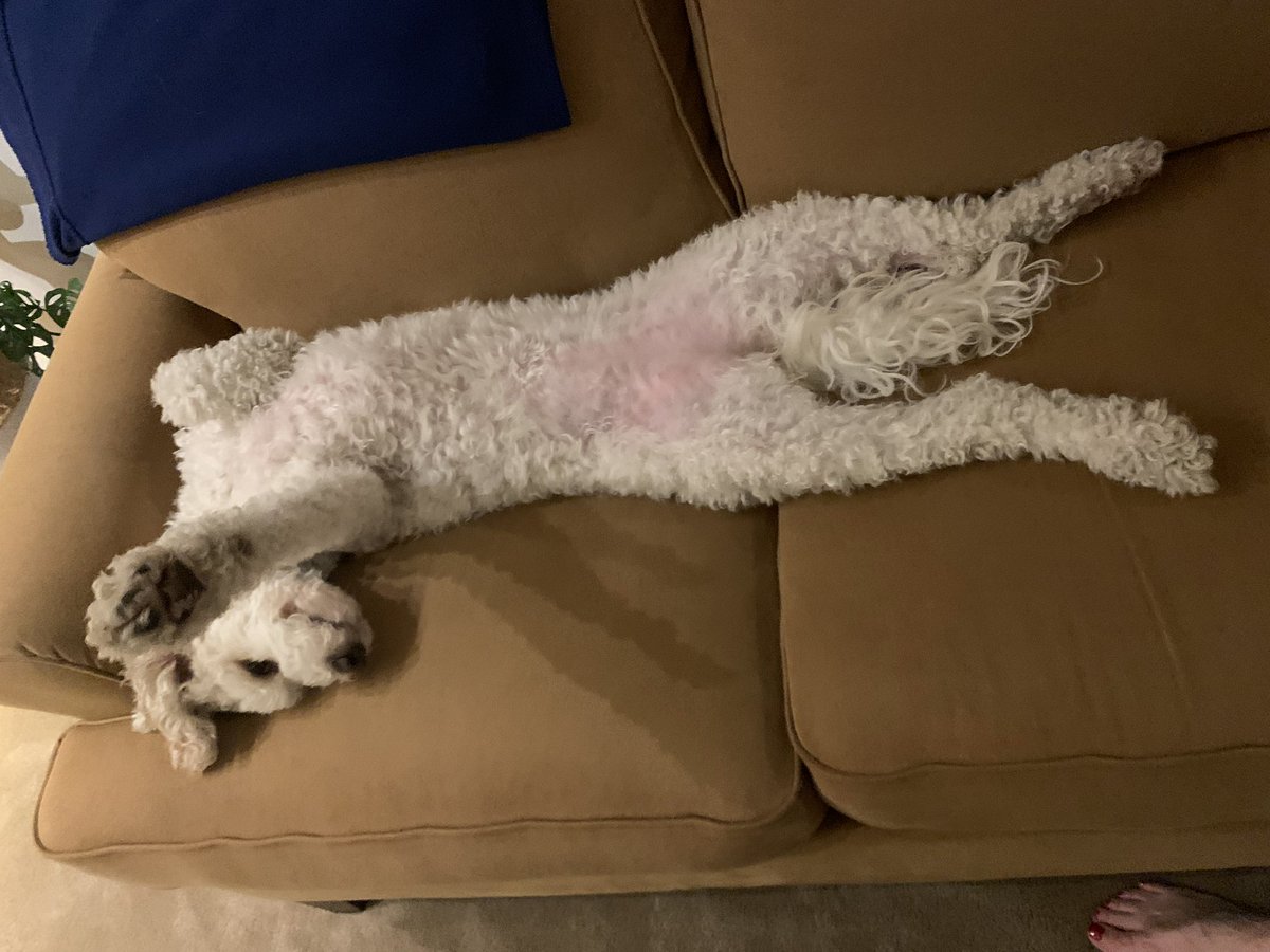 doodledog412's tweet photo. It’s a #Fridayflop day fur me! I’ll just rest up fur the weekend first 🐶 https://t.co/eBuUXzsOcg