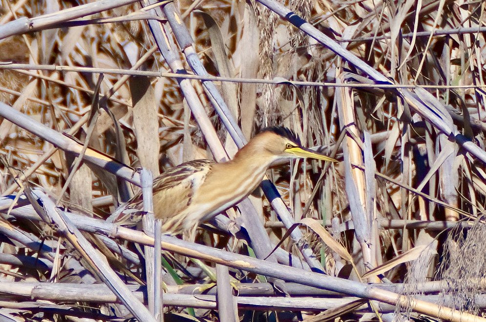 RLPageJones's tweet photo. Little Bittern today at the Laguna de Torrox at Jerez #cadizprovince.  The area near the bridge gives excellent views of this tricky species.  Also Bluethroat, Kingfisher, Purple Swamphen, Night Heron. Well worth a visit! https://t.co/YrUNqWJmcQ