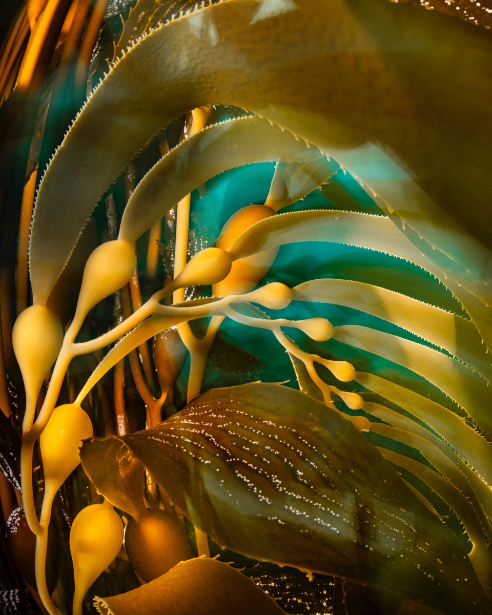 Kelp yourself