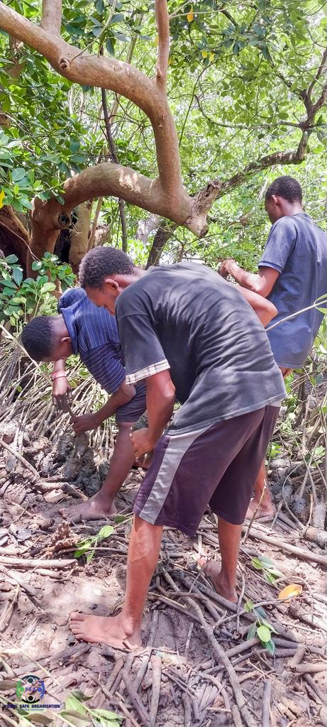 empowerme_i's tweet photo. Planting mangrove trees is crucial for climate justice on World Wetland Day as mangroves play a vital role in carbon sequestration, protecting coastal communities from climate-related events, and preserving biodiversity. #WorldWetlandsDay2024 #WorldWetlandDay #ImpactingCommunity https://t.co/KUxciXpDE8