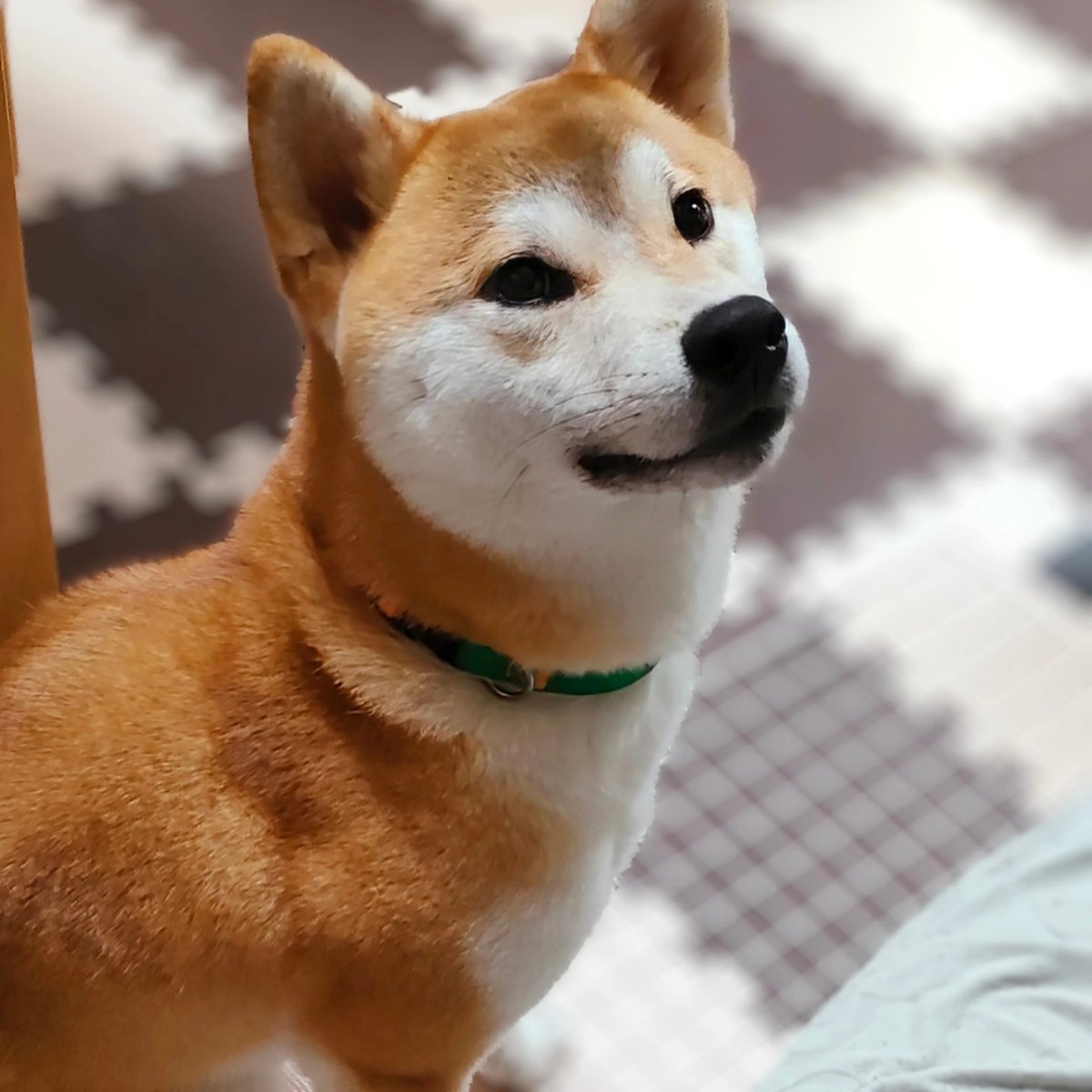 cheetaro's tweet photo. @welzard_welzard お返事ありがとうございます✨
お礼の柴犬です
我が家の（公・なお） https://t.co/inmTp8vZ83