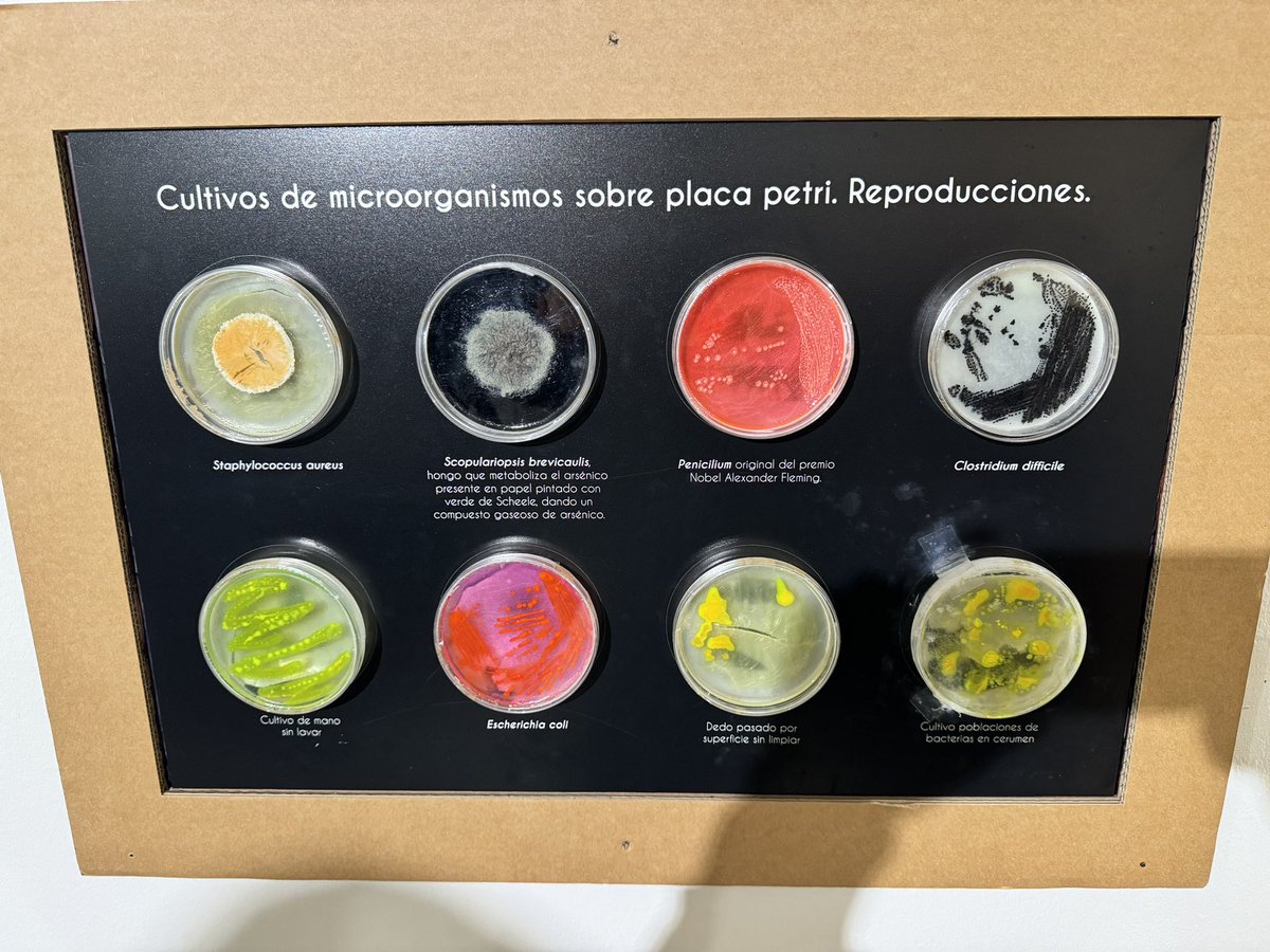 RodrigoMorchon's tweet photo. Un año más en el @MCienciaVLL con los estudiantes del #MUPES @usal #BioGeo https://t.co/6Y1mvIltJx