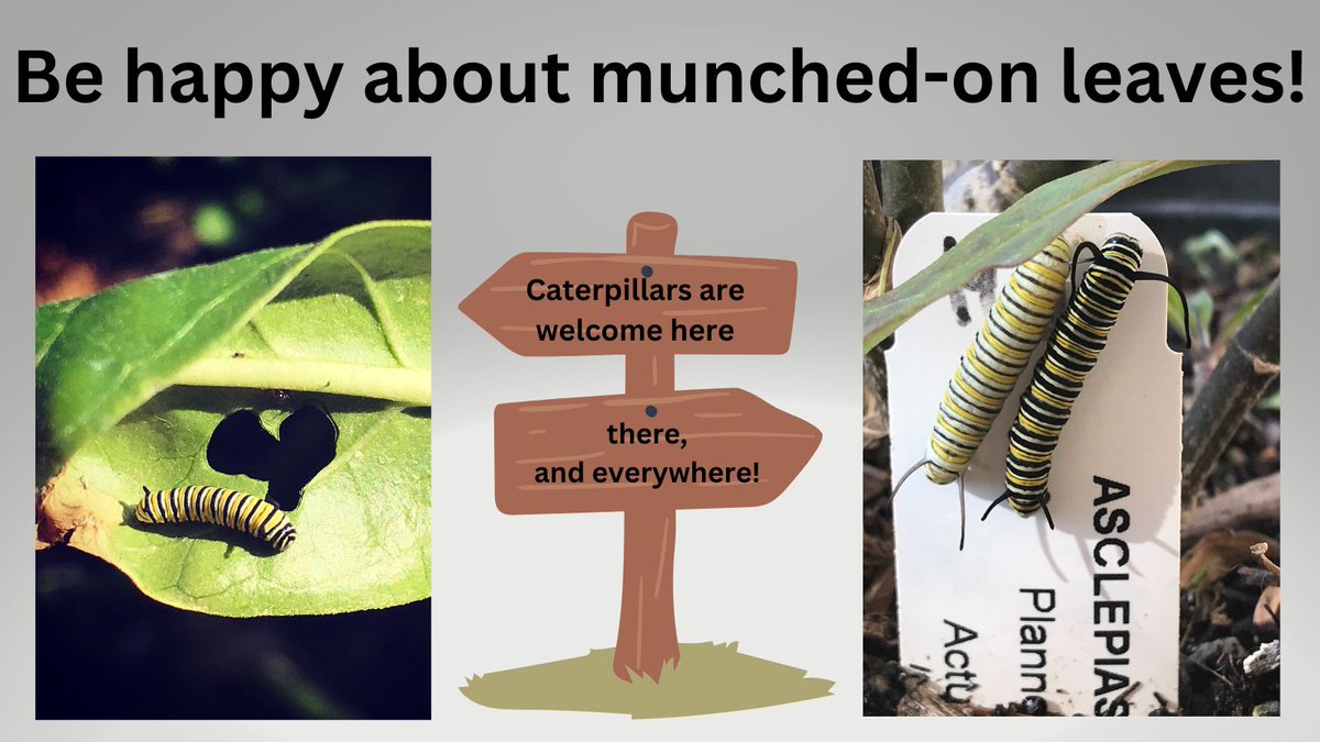 christinevz's tweet image. Here are some cute #monarch #caterpillars for #funfactsfriday! They have black, white, and yellow stripes. They can only eat #milkweed. Please plant #milkweedformonarchs. 

#nonfiction #picturebook by @BeamingBooksMN. #newbooks #STEMeducation #butterfly  

beamingbooks.com/store/product/…