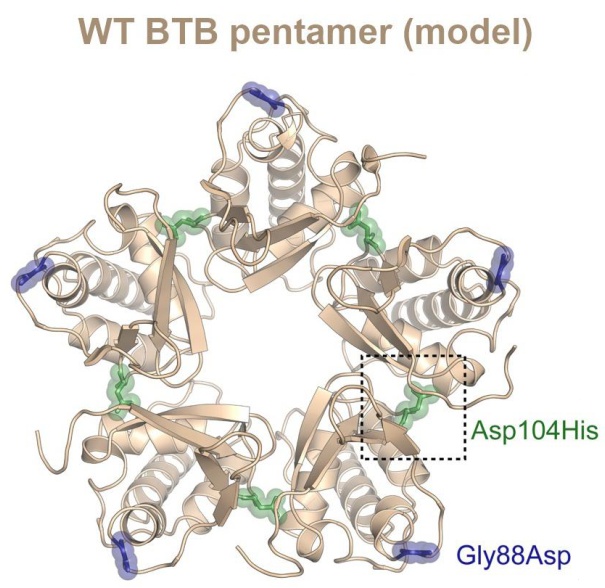 The Bullock lab @CMDOxford and Wilkie Lab <a href="/Wilkie_Lab/">Wilkie Lab</a> report a new paper identifying mutations in the BTB domain of KCTD15 that perturb BTB oligomerisation and cause a distinctive frontonasal dysplasia syndrome DOI: doi.org/10.1136/jmg-20…