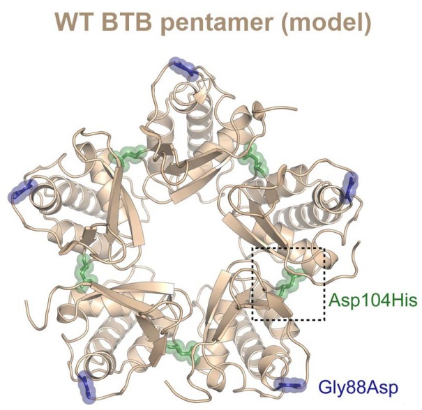 The Bullock lab @CMDOxford and Wilkie Lab @Wilkie_Lab report a new paper identifying mutations in the BTB domain of KCTD15 that perturb BTB oligomerisation and cause a distinctive frontonasal dysplasia syndrome DOI: doi.org/10.1136/jmg-20…