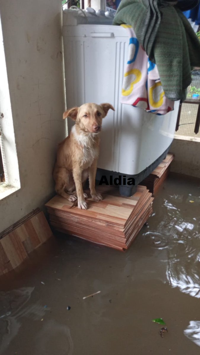 aldiacomec's tweet photo. A buen recaudo nuestro amigo firulay tras las fuertes inundaciones en #Quevedo 
#animal #perro #macota https://t.co/RHYIqXqp9v