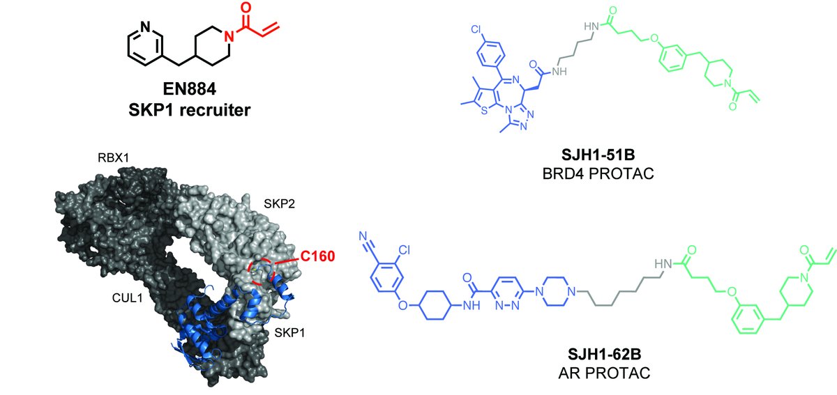 Dan Nomura (@dannomura) on Twitter photo Congrats to our postdocs Seong Ho (Johnny) Hong & <a href="/adivkrn/">Anand Divakaran</a> on the discovery of a covalent recruiter against the CUL1 substrate adaptor protein SKP1 that targets a SKP1/substrate receptor interfacing C160 to enable PROTAC applications! <a href="/UCB_Chemistry/">College of Chemistry</a> <a href="/berkeleyMCB/">UC Berkeley MCB</a> <a href="/TheMarkFdn/">The Mark Foundation for Cancer Research</a> Congrats to our postdocs Seong Ho (Johnny) Hong & <a href="/adivkrn/">Anand Divakaran</a> on the discovery of a covalent recruiter against the CUL1 substrate adaptor protein SKP1 that targets a SKP1/substrate receptor interfacing C160 to enable PROTAC applications! <a href="/UCB_Chemistry/">College of Chemistry</a> <a href="/berkeleyMCB/">UC Berkeley MCB</a> <a href="/TheMarkFdn/">The Mark Foundation for Cancer Research</a>