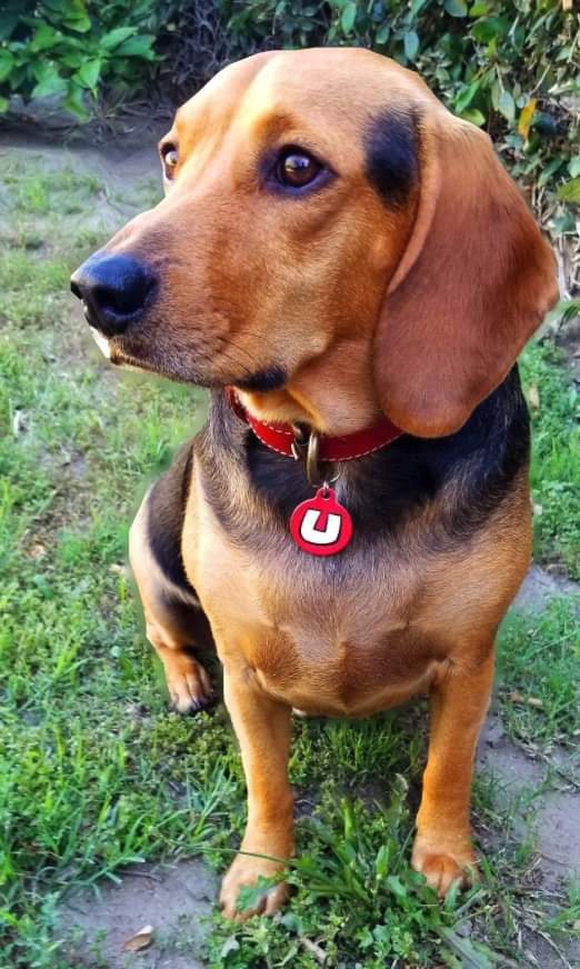 Steven_Kirk's tweet photo. @davidleavitt His name is Shoeshine, but you can tell by his dog tag that it's his secret identity. https://t.co/v4Fb6o91dy