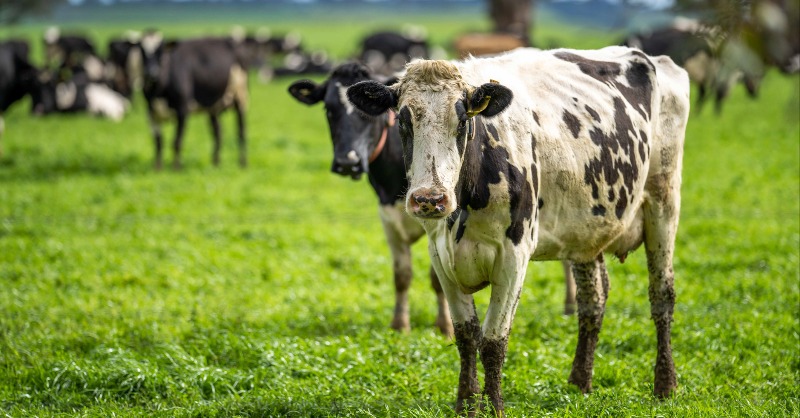 FAIRRInitiative's tweet photo. 🌱@FoodDive reports on the SEC's recent climate rule exemption for Scope 3 emissions, accounting for 87% of the #food industry's carbon footprint. Lucrezia Tincani, Acting Policy Director at FAIRR, stresses the potential vulnerability of the #livestock industry to climate risks.
