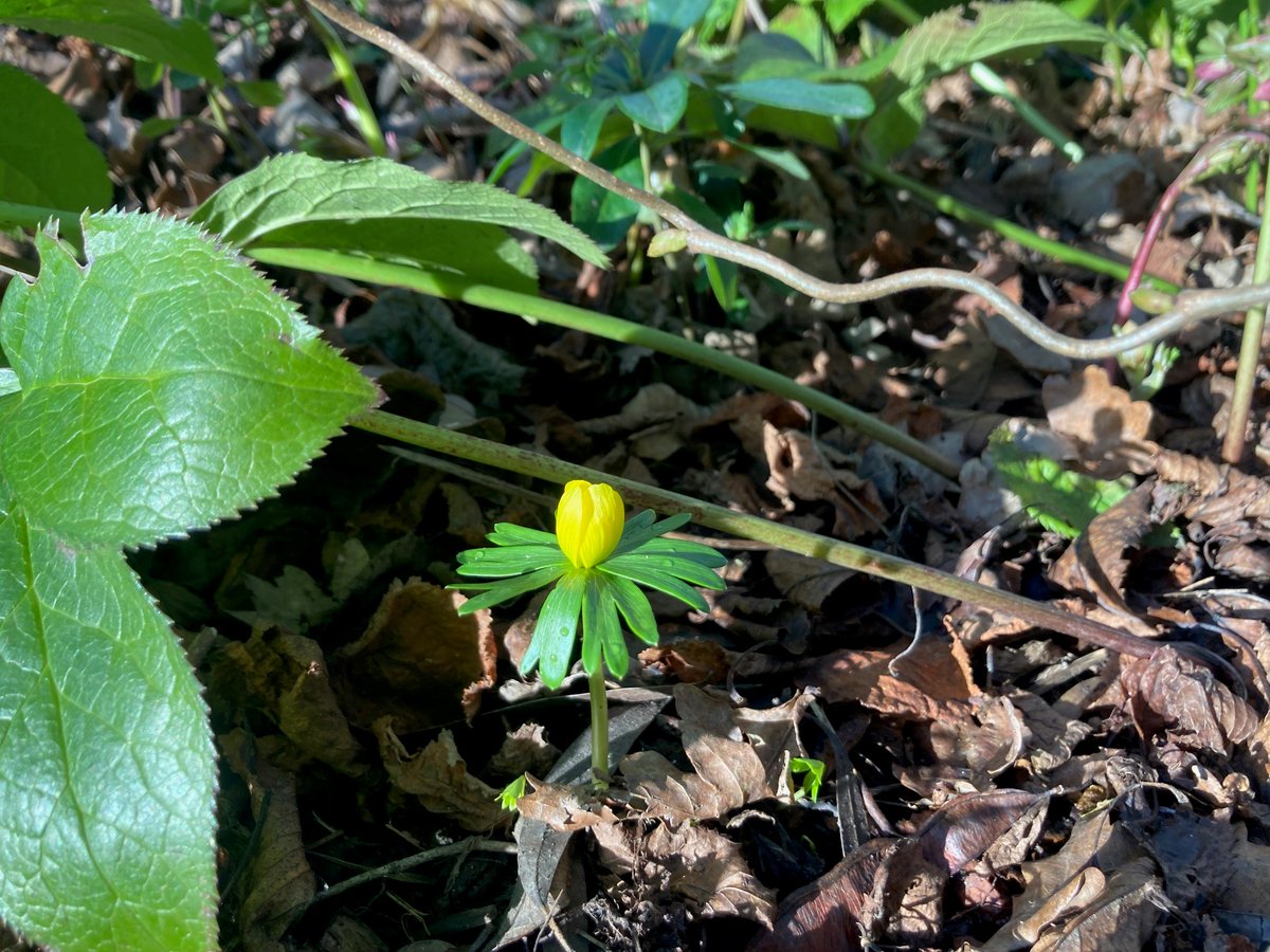 martineau27's tweet photo. Check out our January blog looking back on what out volunteers got up to in the garden last month, from creating natural fences and wildlife habitats to our new no-dig plans in the veg patch!🌱 https://t.co/xet24mWQD3 https://t.co/fbIIP3d5EV