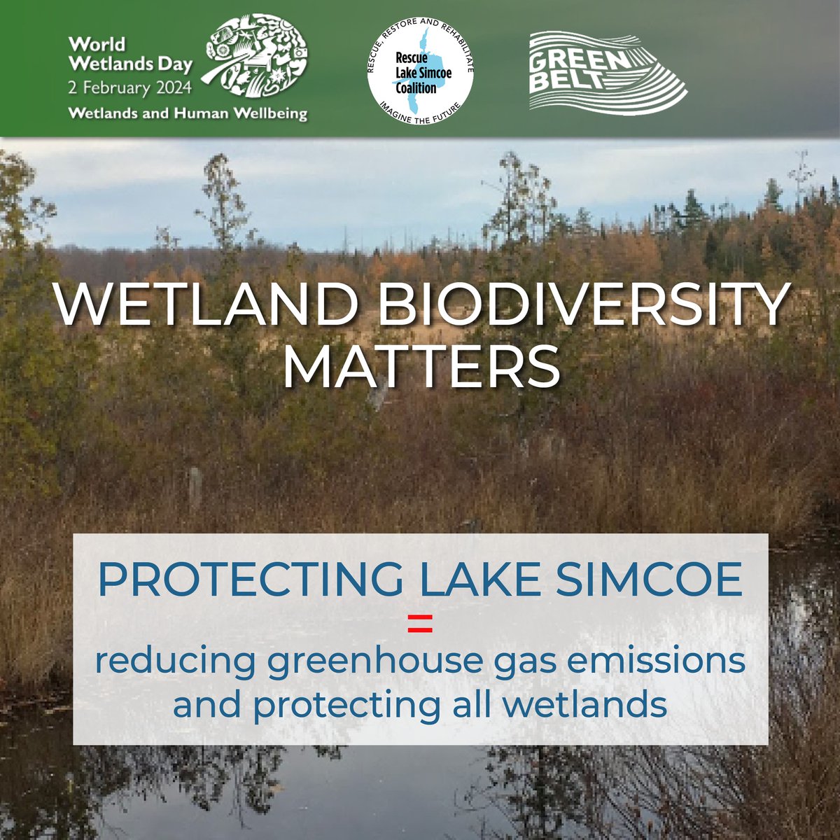 In a changing climate we should protect ALL our wetlands. Even the ones proposed to be drained by constant dewatering for new highways.  #lakesimcoe #WorldWetlandsDay2024 #StoptheBradfordBypass #BradfordBypass @stopbwgbypass #stopthe413 #worldwetlandsDay #onpoli