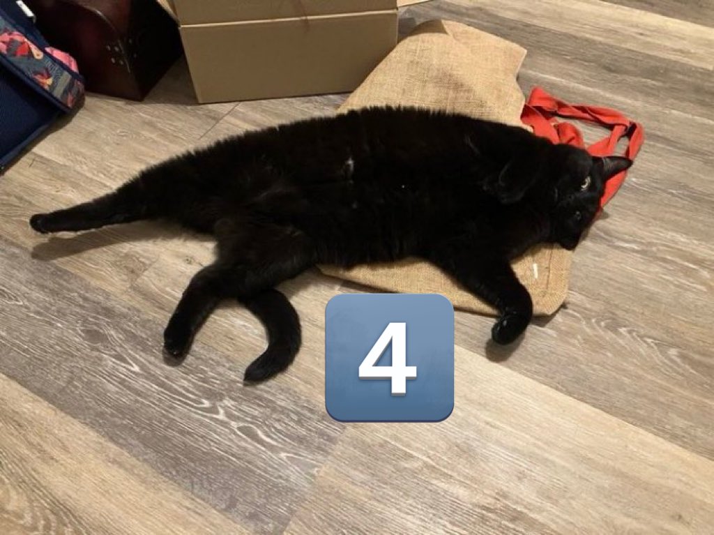 lechatdujour's tweet image. Pour choisir le chat du mois qui sera en bannière durant février, j’ai sélectionné des photos parmi les chats du mois de janvier. 

Votez en dessous pour choisir parmi les 4 présents !