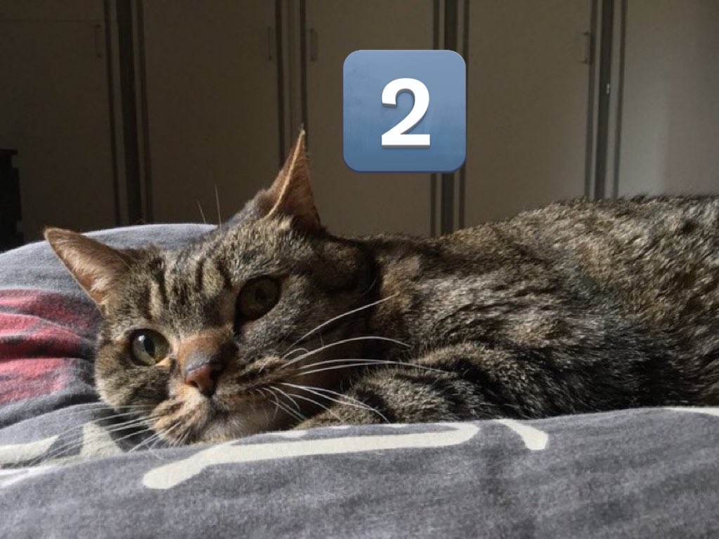 lechatdujour's tweet image. Pour choisir le chat du mois qui sera en bannière durant février, j’ai sélectionné des photos parmi les chats du mois de janvier. 

Votez en dessous pour choisir parmi les 4 présents !
