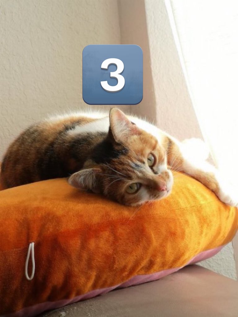 lechatdujour's tweet image. Pour choisir le chat du mois qui sera en bannière durant février, j’ai sélectionné des photos parmi les chats du mois de janvier. 

Votez en dessous pour choisir parmi les 4 présents !