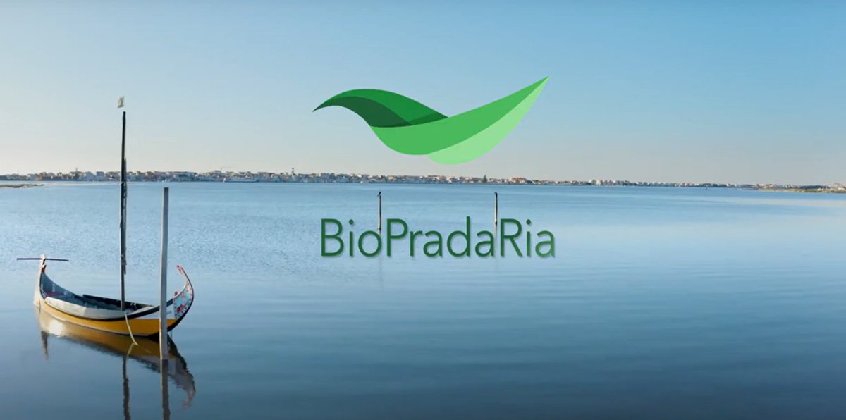 On World Wetlands Day, we present the final video of the CESAM BioPradaRia project, highlighting its contributions to the preservation and restoration of seagrass meadows and the biodiversity of these aquatic ecosystems. Curious? Check it out:bit.ly/3HHsVV1 @BioPradaRia
