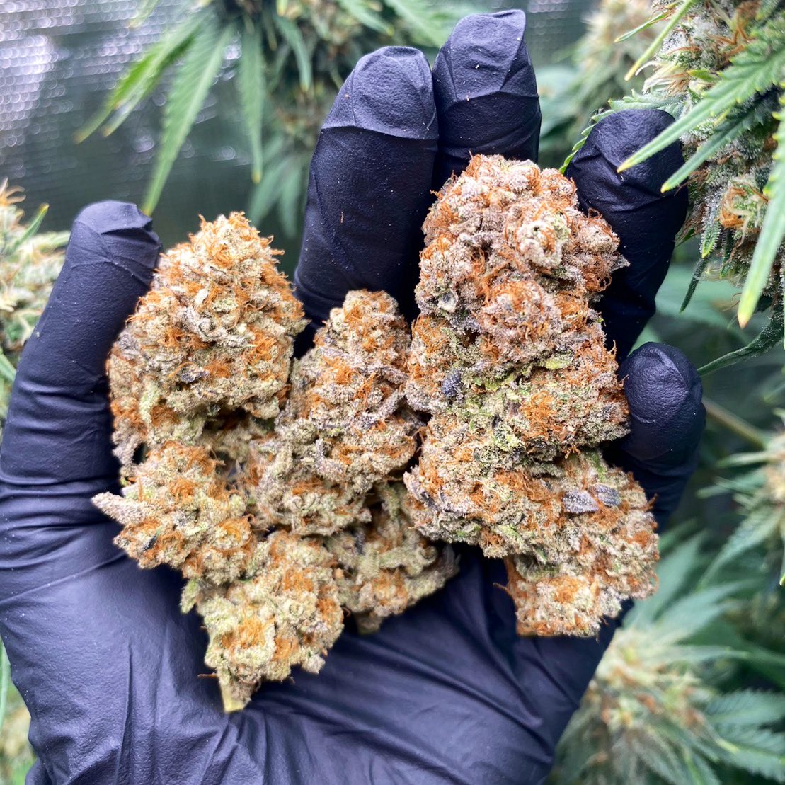 Siam Seeds tweet media