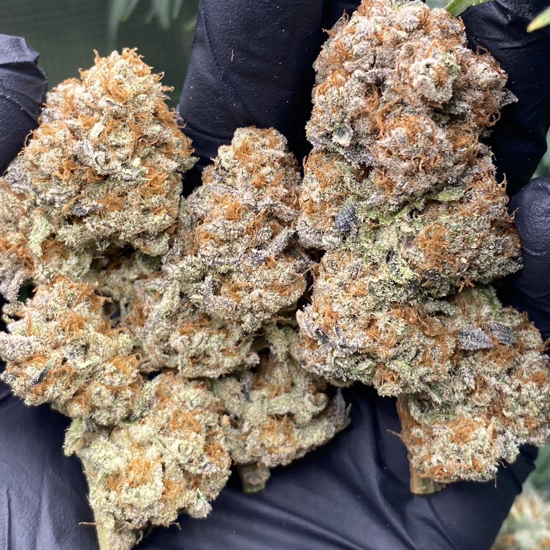 Siam Seeds tweet media