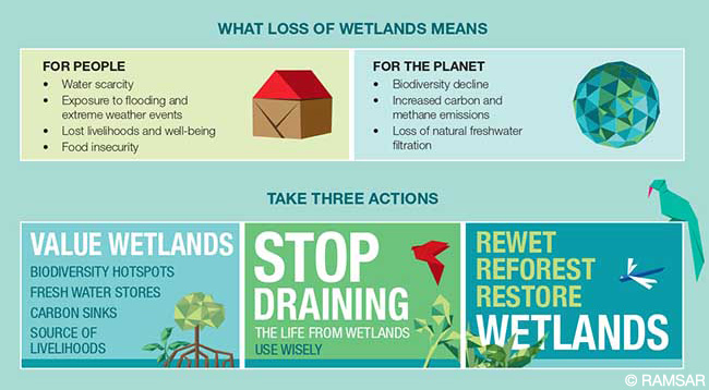 Wetlands are Earth’s most threatened ecosystem, with 35% of the world’s wetlands lost since 1970.

Protecting them can help with global challenges such as #climate change, #biodiversity loss and food and water security.
