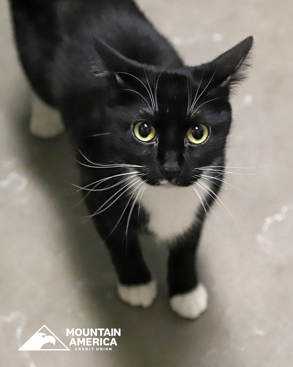 Donna is a sweet, playful little lady! 🐱 Our @MountainAmerica Pet of the Week loves to cuddle and supervise everything her human friends are doing 💜 Donna is currently living the good life in a staff office at HSU, so just ask the staff at the front desk to meet her!