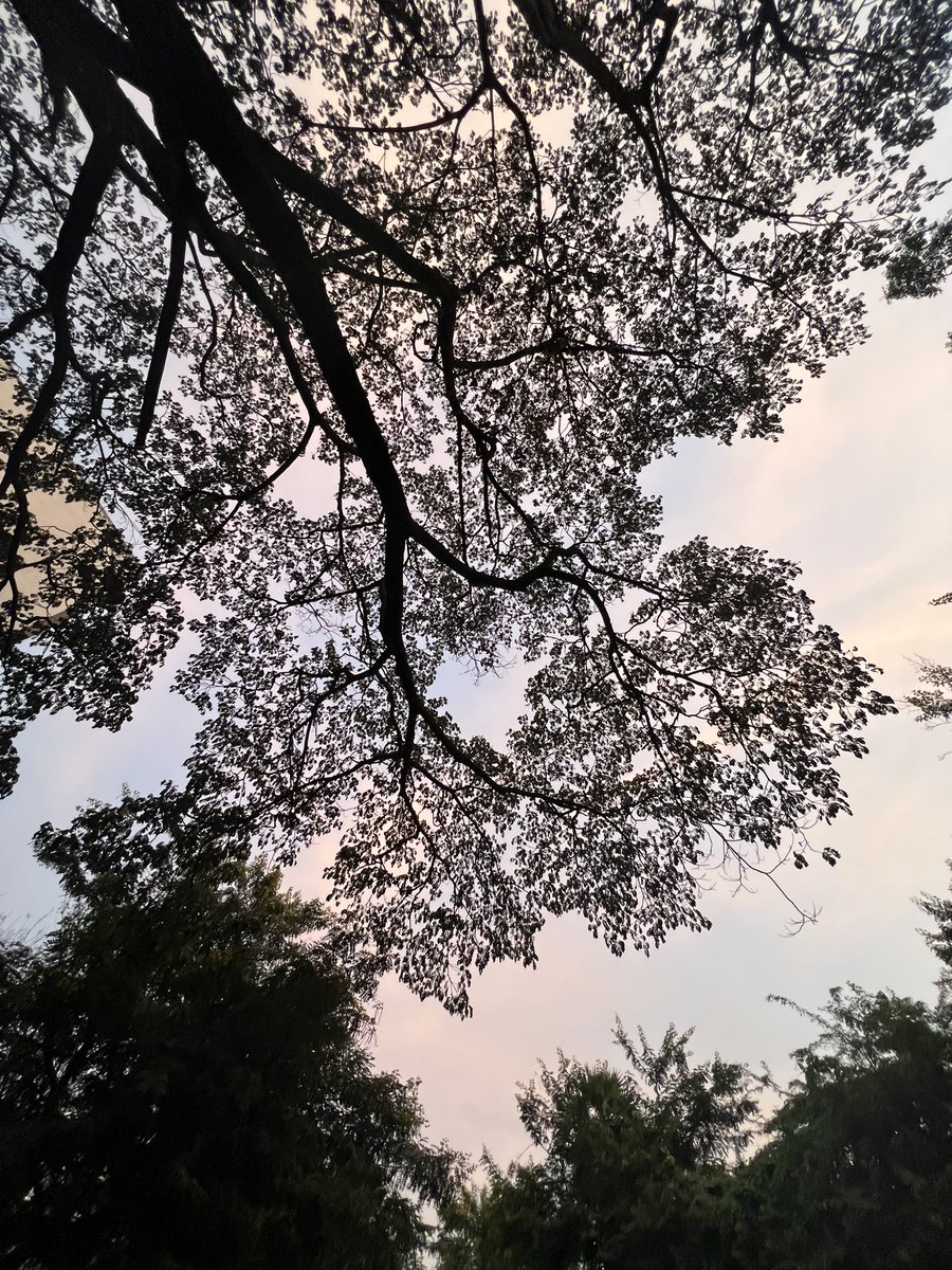 CentreIit's tweet photo. From August 2023-February 2024, this tree on the @iitmadras campus right before the Taramani gate, has had a space that looks like a heart  (♡)!

This @CentreIit Project Associate was pleasantly shocked to see the tree remember how to make a heart even after so many months. https://t.co/mXnMB1AG0Z