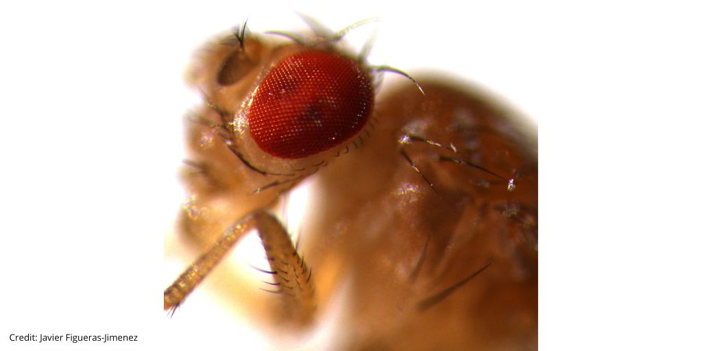 They may be tiny, but #fruitflies have given @DurBiol researchers new insight into the genetic basis for rapid evolution of male external genitalia driven by sexual selection 👉 brnw.ch/21wGD6T