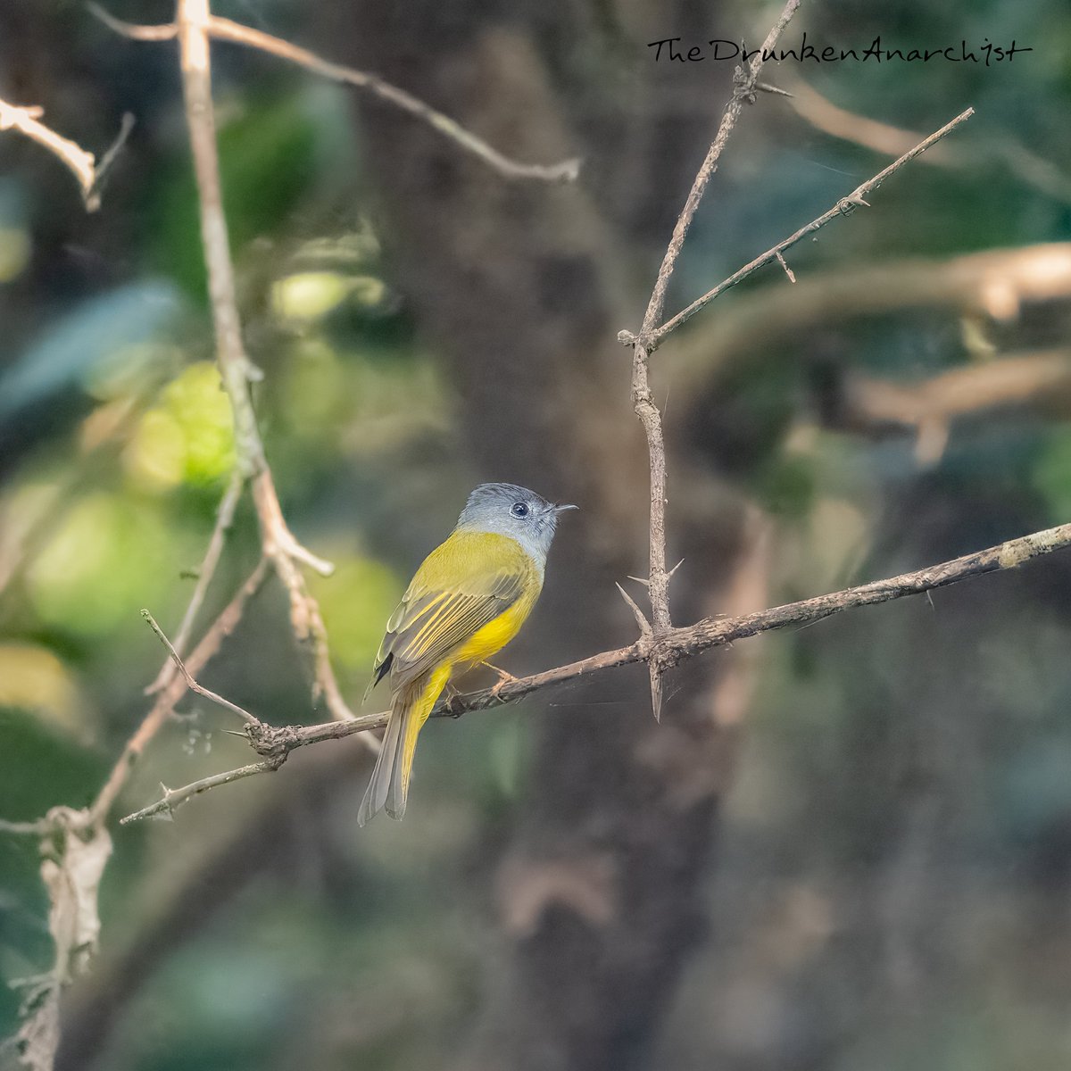 western_ferns's tweet photo. The Little Grey Headed Canary-flycatcher at Karnala #Karnala #indiaves https://t.co/XKyu4OQDZq