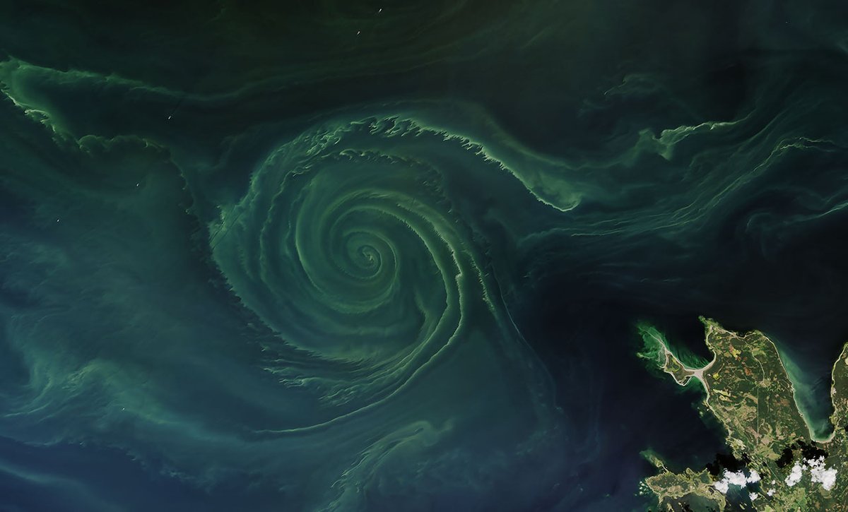 Phytoplankton are microscopic organisms that are the base in most aquatic food webs. Scheduled to launch next week, @NASAEarth’s PACE mission will study these organisms to learn how and why phytoplankton communities change and their impact on the Earth’s system. 

#KeepingPACE: