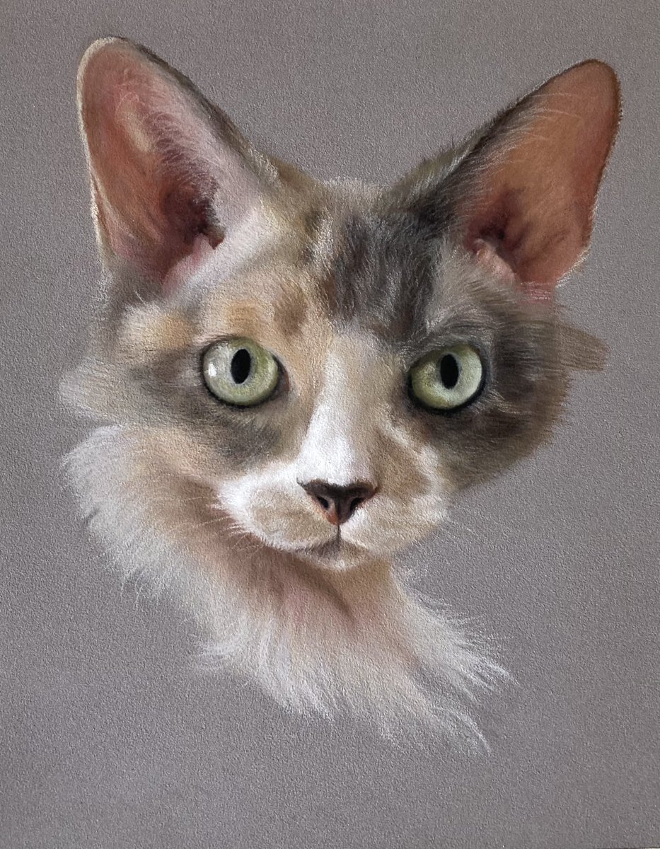 Claire the devon rex cat finished. Been a nice one to draw as not focused on detail but rather the saturation. Have a great weekend everyone.
#art #cat #cats #paint #catlovers #arty #artist #artdrawing #artpainting #artillustration #artsy #pencils #pencil