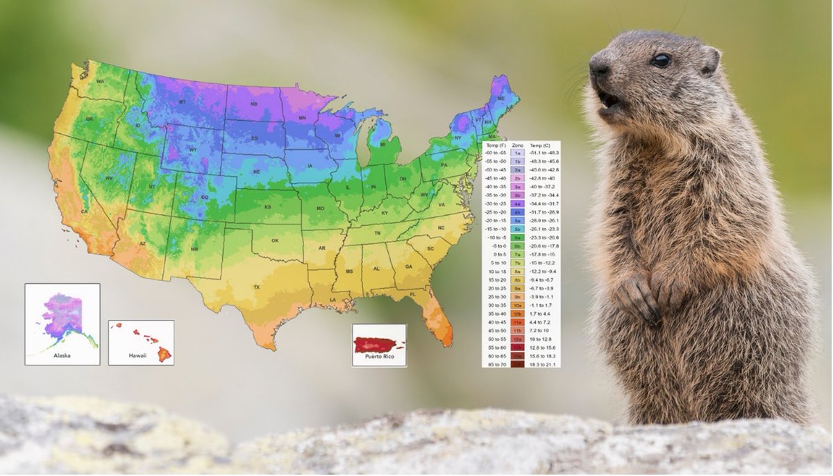 The groundhog might not be the most reliable source for planning your spring garden – but our updated Plant Hardiness Zone Map is! Use our interactive map to determine which perennial plants are most likely to thrive in your location: bit.ly/3Na7jlB #PeoplesGarden