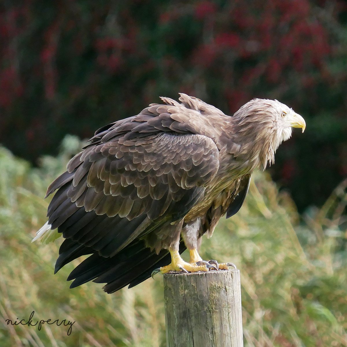 Atlantis the white tailed sea eagle @walesbotanic 🏴󠁧󠁢󠁷󠁬󠁳󠁿
#FalconFriday 
#TwitterNatureCommunity 
#TwitterNaturePhotography
#birdwatching 
#NatureTherapy