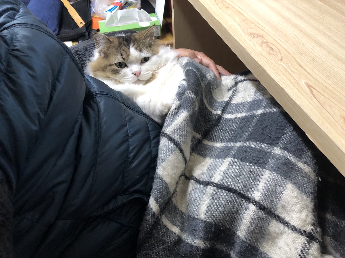 甘えたのミー🐈‍⬛とノア🐱です。いつもこうなると動けません😅
ご感想をお願いします🙇‍♀️🙇‍♀️🙇‍♀️