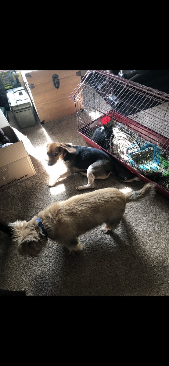 Madduxfan31's tweet image. More pics of my baby 🐾🐾🐾🦫
Happy Groundhog Day!!
Early Spring 🌺💐🌸🌹🌼🌻🌷
#mycrew💙❤️💙