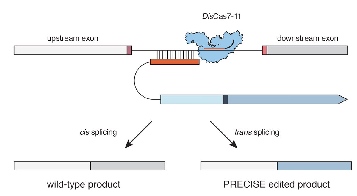 Jonathan Gootenberg (@jgooten) on Twitter photo Genome editing has revolutionized the treatment of rare disease.
What if we could put any change into RNA safely and reversibly?
Today we (+ <a href="/omarabudayyeh/">Omar Abudayyeh</a> ) debut PRECISE, allowing for RNA edits, deletions, and insertions from 1 to >1,000nt
biorxiv.org/content/10.110…
🧵
1/x Genome editing has revolutionized the treatment of rare disease.
What if we could put any change into RNA safely and reversibly?
Today we (+ <a href="/omarabudayyeh/">Omar Abudayyeh</a> ) debut PRECISE, allowing for RNA edits, deletions, and insertions from 1 to >1,000nt
biorxiv.org/content/10.110…
🧵
1/x