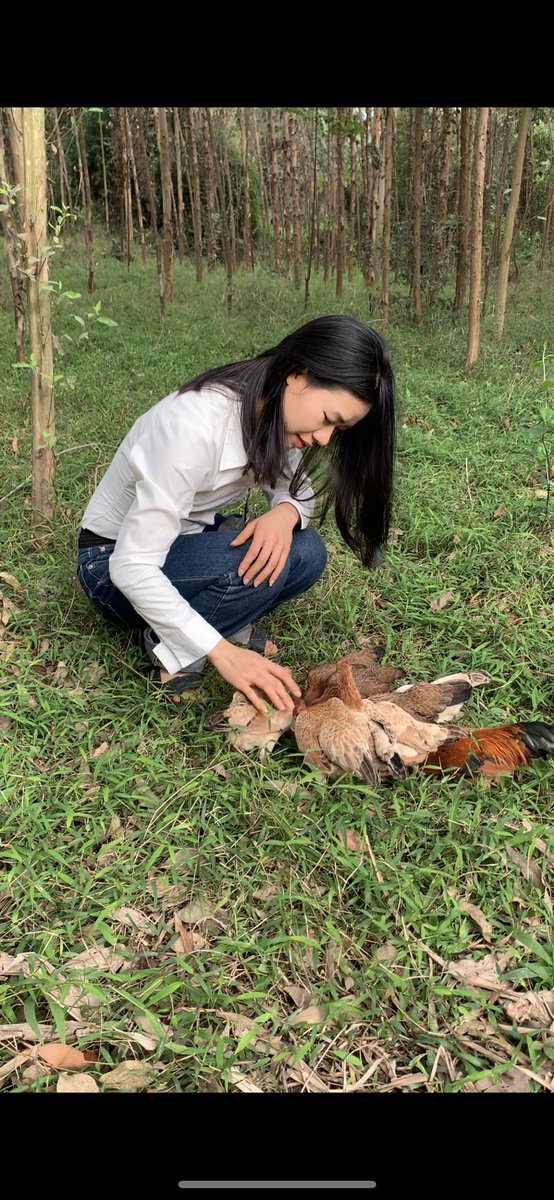 Petchualanh's tweet photo. in a place with fresh air. Chickens love rice and I love chickens. 

ở nơi có không khí trong lành. Gà yêu thóc và tôi yêu gà. #animals #pet #nature #animallover #forest #chicken #girlandchicken #gatrebac #cogainuoiga #dongvat https://t.co/KBv63TIA4H