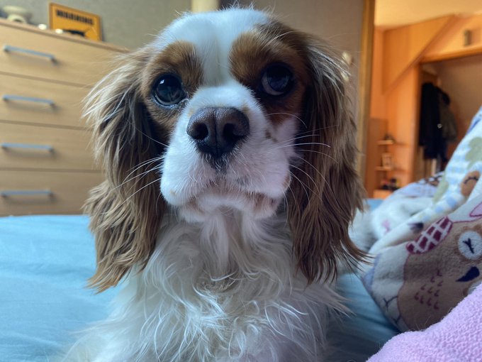 Obsession 🎾🫣🐶 https://t.co/Yf9ZR2BHdI