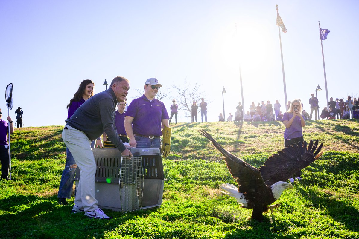 Right on campus, the <a href="/LSUVetMed/">LSU Veterinary Med</a> program does incredible work. Thanks for letting me be a part of the bald eagle release back into the wild!