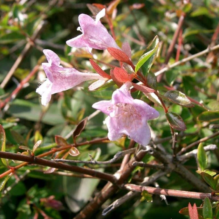 EmotionXpert's tweet photo. Abelia  Sweet Emotion
Find peacefulness with Abelia Sweet Inclination, a landscaper's heaven. Drench yourself in lively blossoms and rich scenes. Develop peacefulness at https://t.co/wVQI8LPBRi.
#plantcest #gardening https://t.co/1Mq6r6hIyU