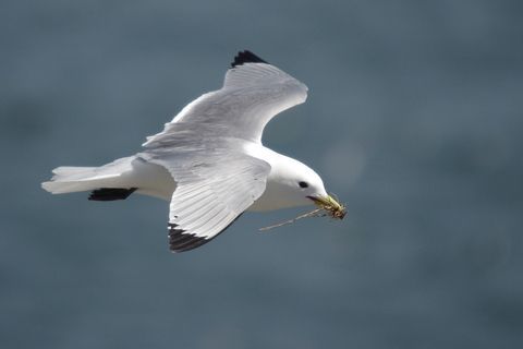 NEW PAPER in #ornithology shows that #seabirds select their #migration paths to benefit from tailwind, leading to different routes in autumn and spring: buff.ly/3w460Az