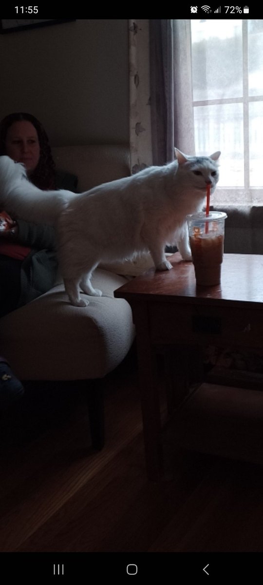 CrystalrayD's tweet photo. Stampy 🐈 runs on @dunkindonuts 🤣☕️ #Friyay https://t.co/TbOUjsk2T6