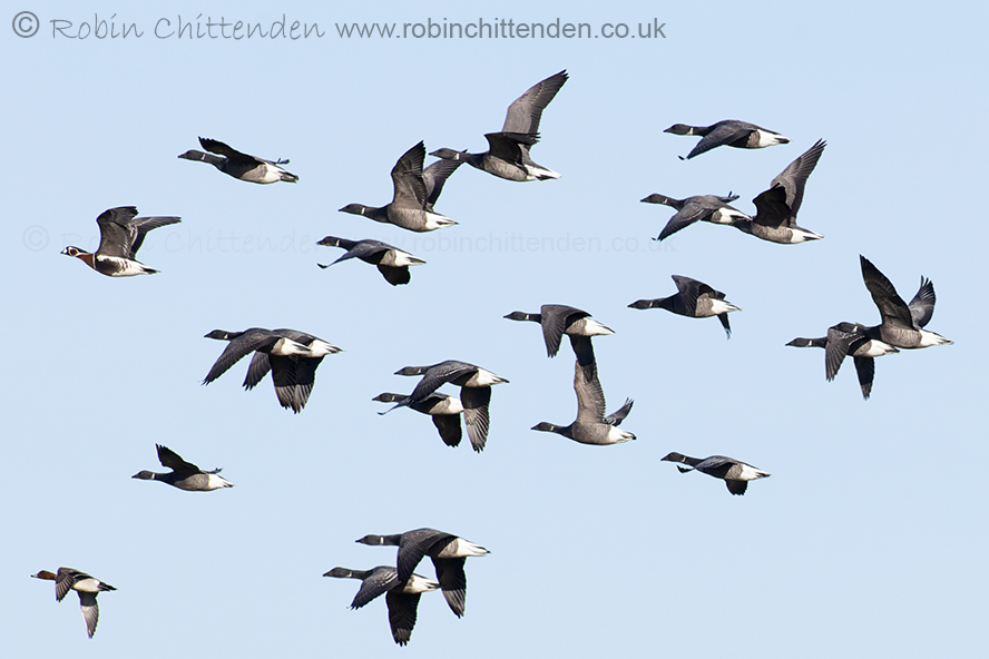 January bird news has been uploaded to birdlineeastanglia.co.uk Please click on the heading 'Birdline East Anglia' & scroll to the county of your choice. Red-breasted Goose (Branta ruficollis), Dark-bellied Brent Geese & a Wigeon @NWTCleyCentre Norfolk February 2024