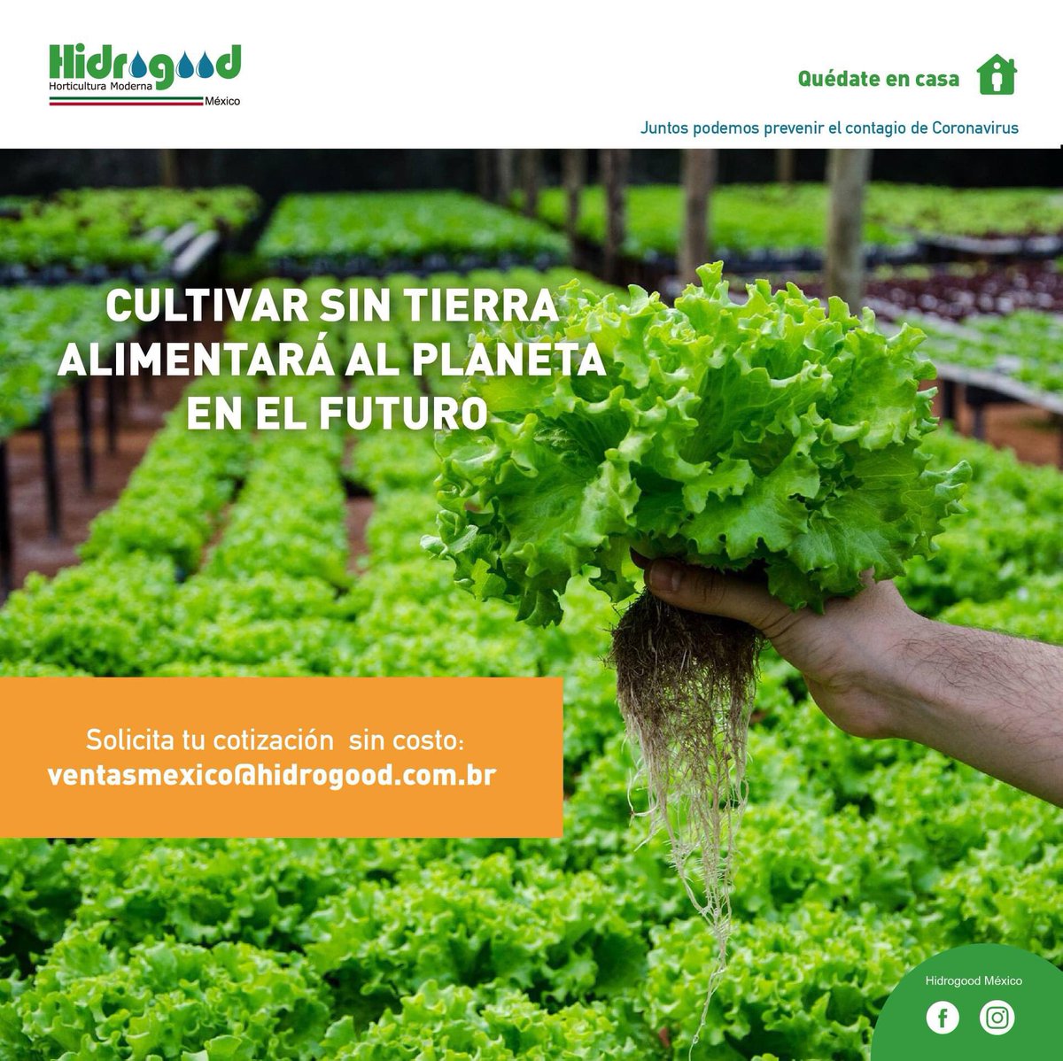 Combinando la #hidroponía con un buen manejo del invernadero se llegan a obtener rendimientos muy superiores a los que se obtienen en cultivos a cielo abierto. ¡Contáctanos!