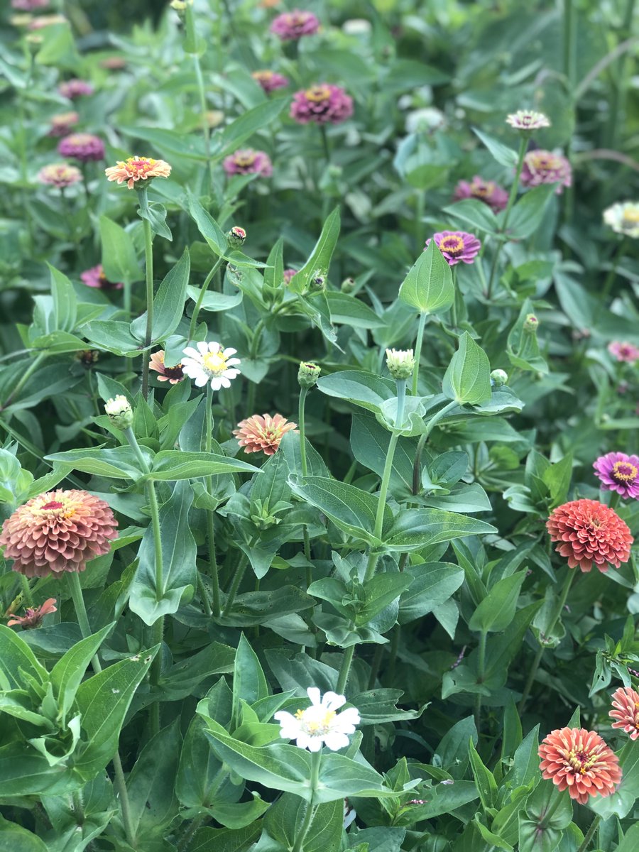 Queen Bee Blooms - Flower Farm (@QueenBee_Blooms) / Posts / X