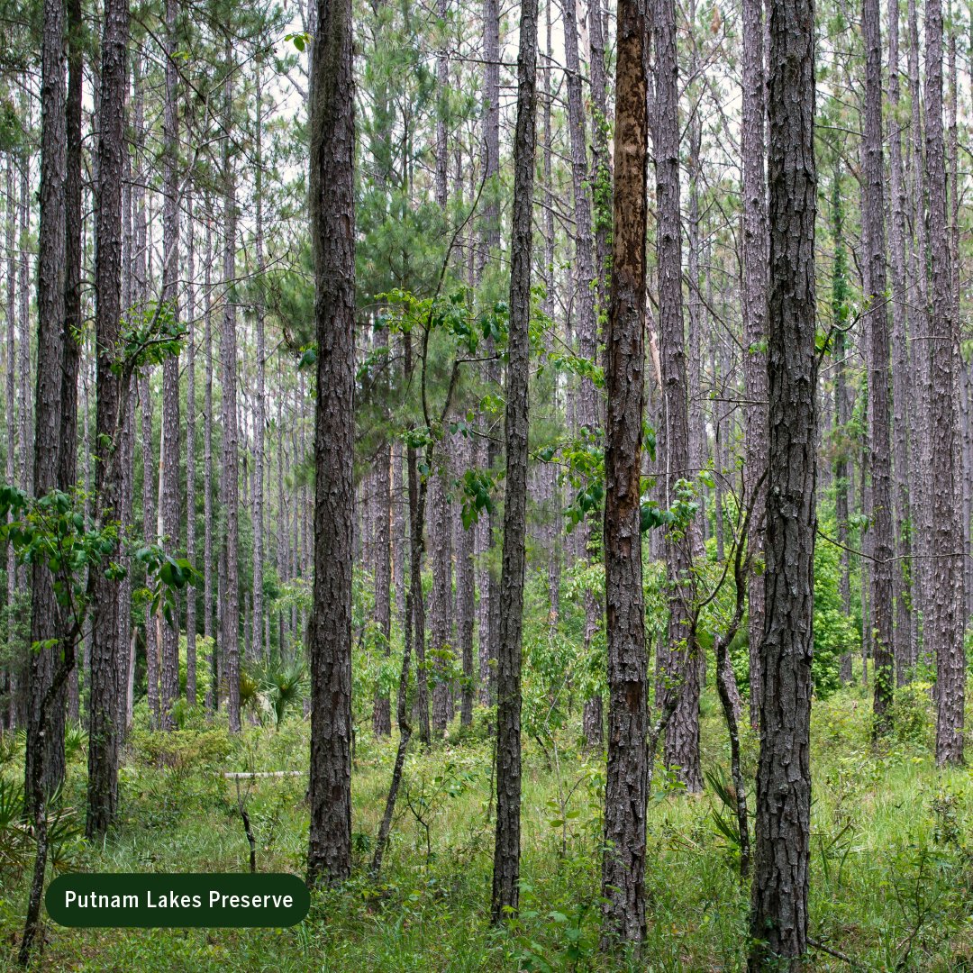 North Florida Land Trust tweet media