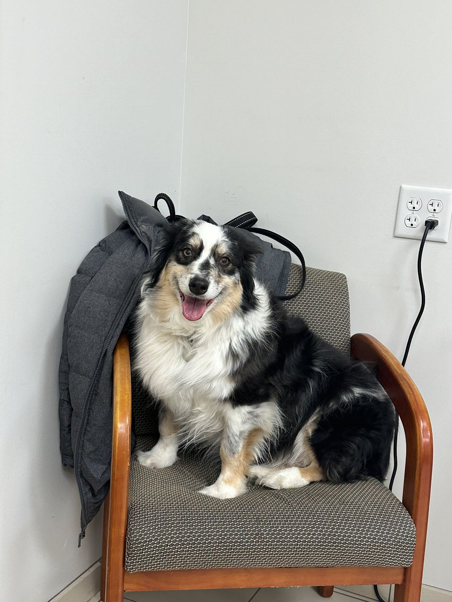 My Maggie Mae at work with me! I’m so blessed I can bring her with me & as u can tell she’s happy to be here! #HappyWorkSpace #HappyDog #BringYourDogtoWork #AussiesRTheBest